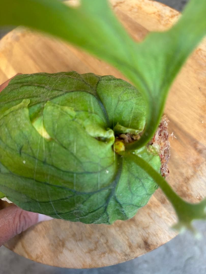 ビカクシダ リドレイ　頭蓋骨型プランター