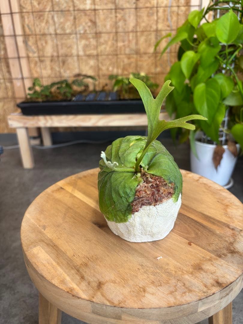 ビカクシダ リドレイ　頭蓋骨型プランター