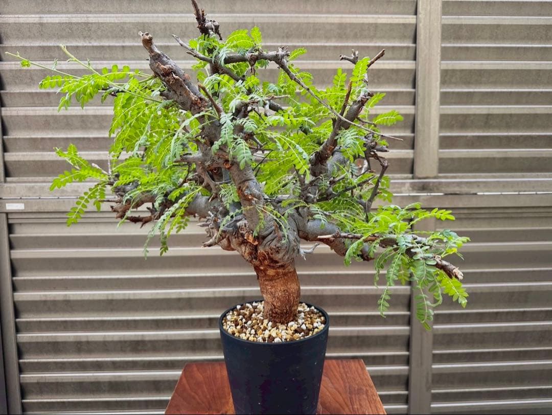 ボスウェリア ネグレクタ ブラックスキン 特大株 冬支度特価