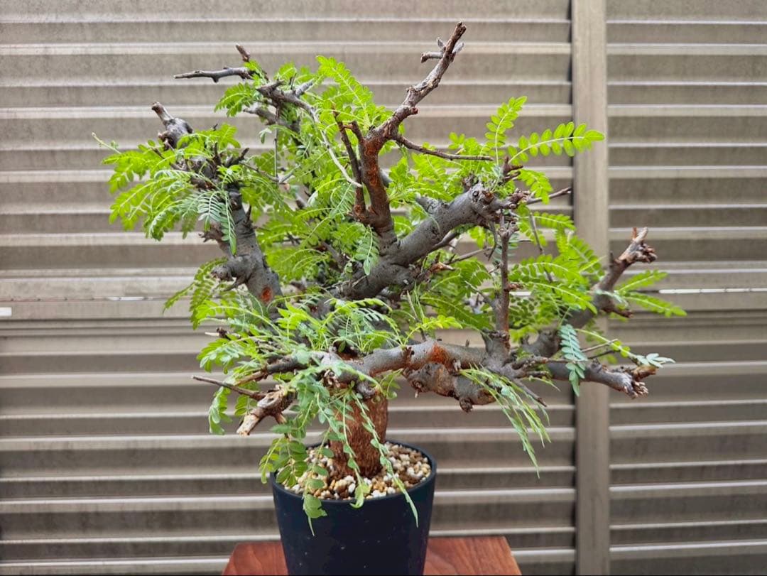 ボスウェリア ネグレクタ ブラックスキン 特大株 冬支度特価