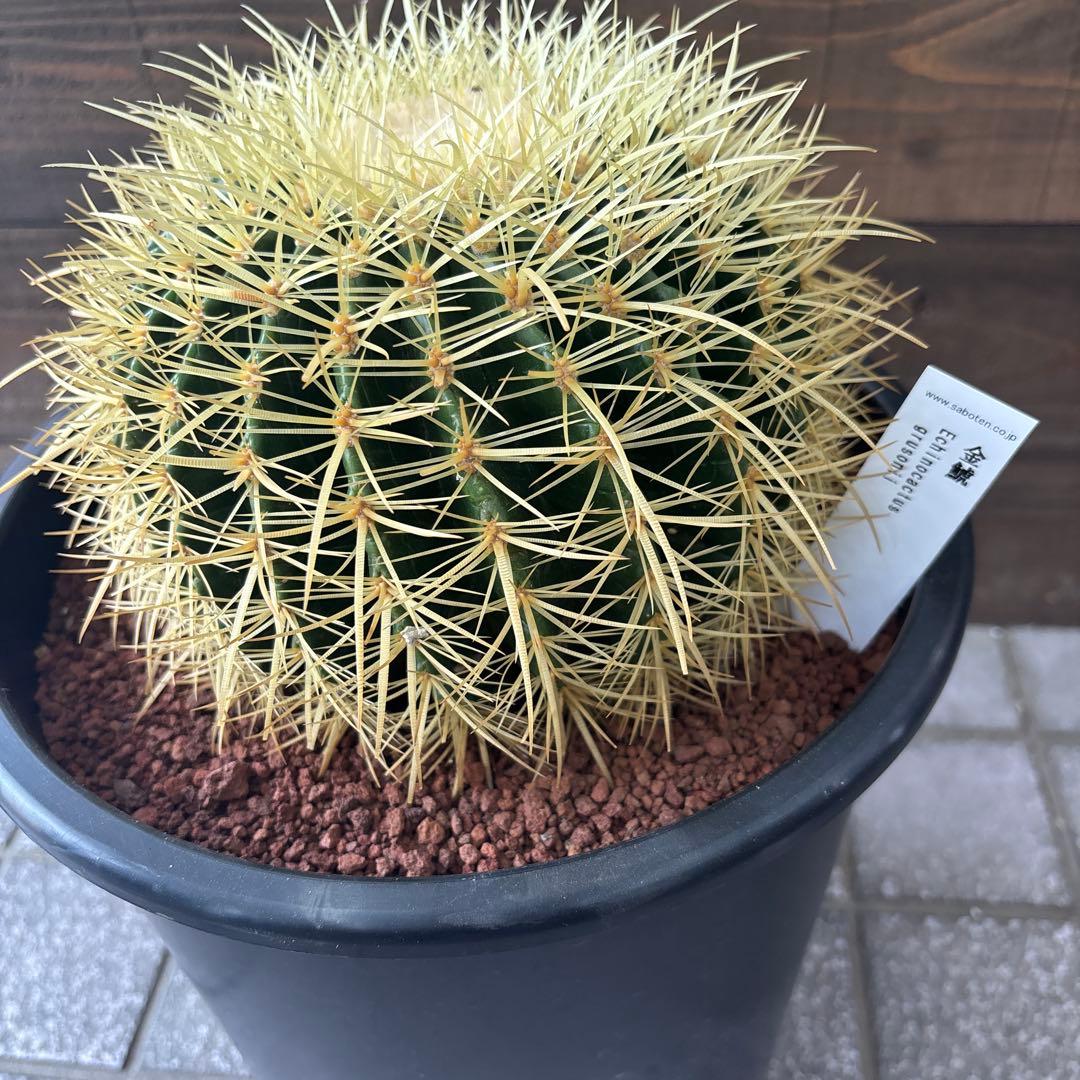 金鯱　キンシャチ　8号　2鉢セット