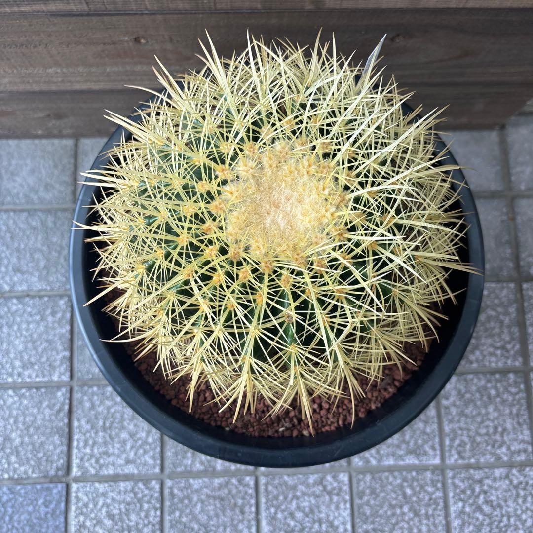 金鯱　キンシャチ　8号　2鉢セット