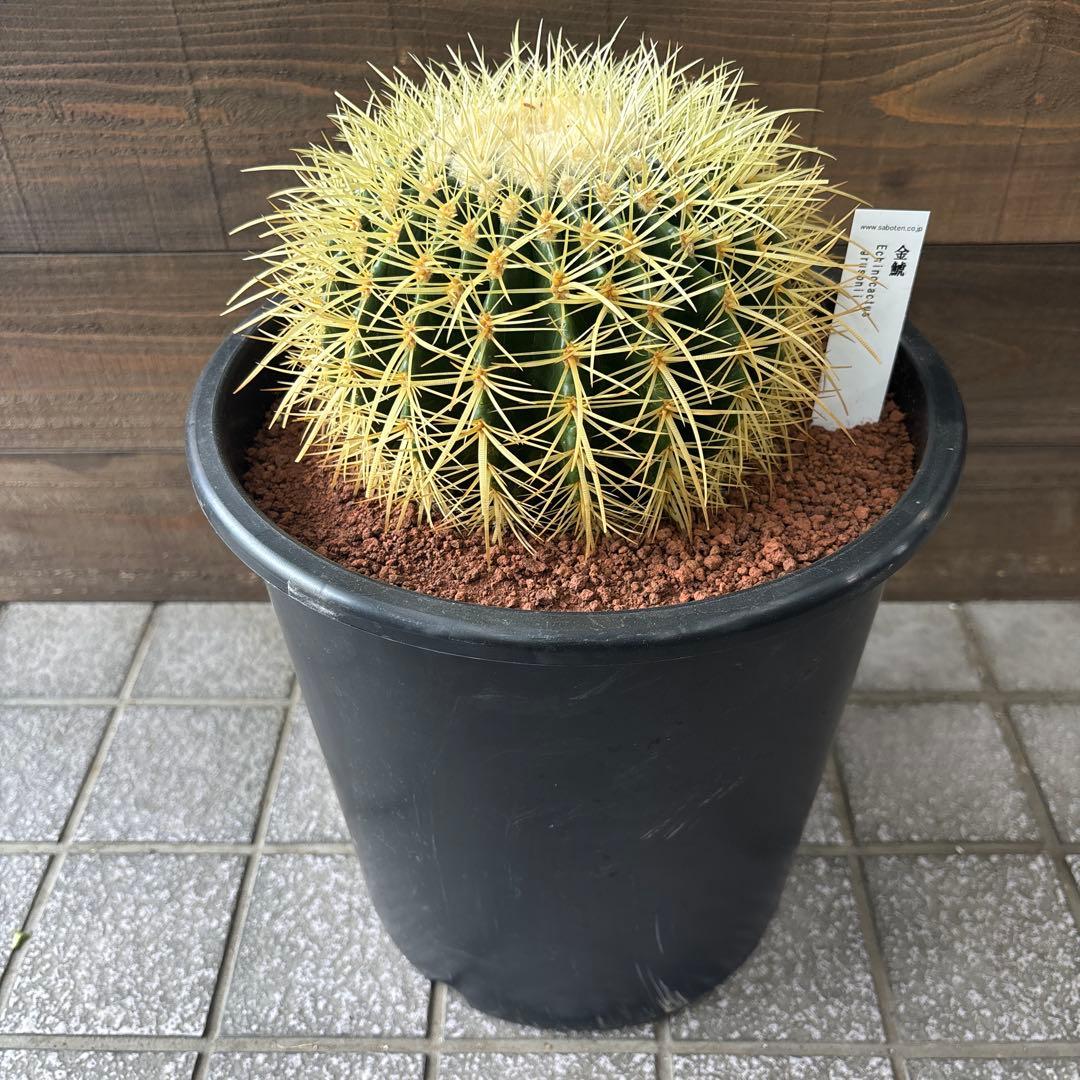 金鯱　キンシャチ　8号　2鉢セット