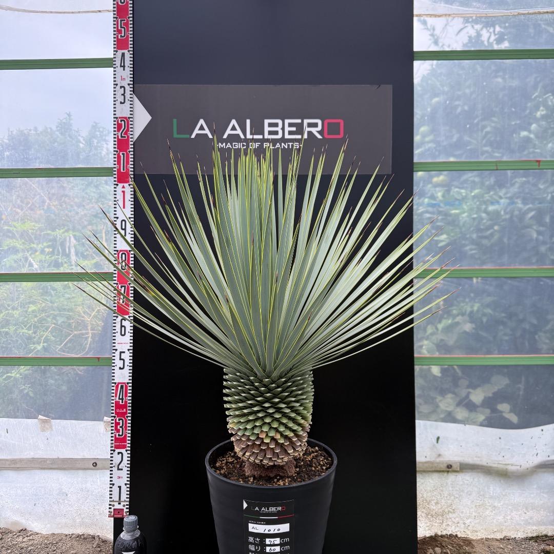 【AL1010】ユッカ　ロストラータ　シルバーブルー個体　美形