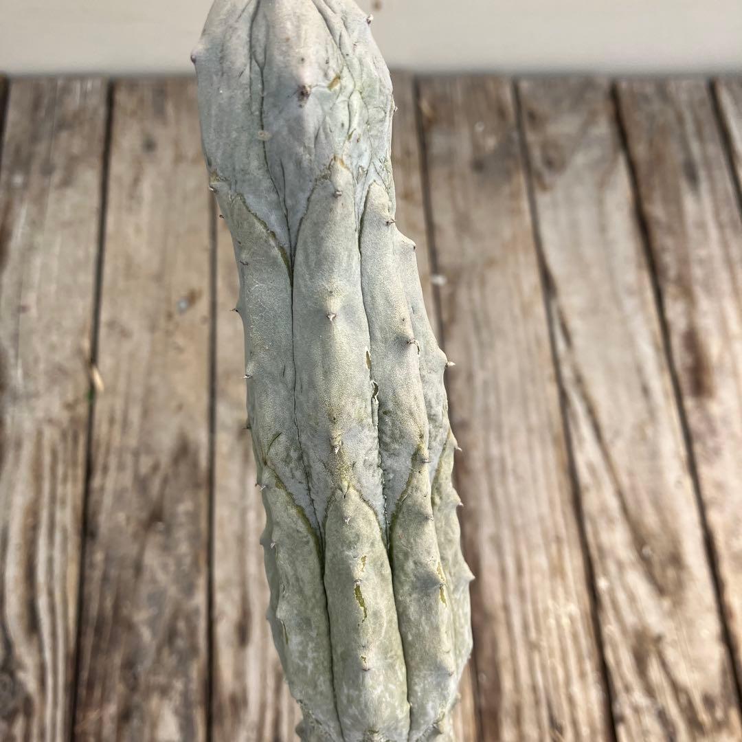 ユーフォルビア　アブデルクリ　超大株