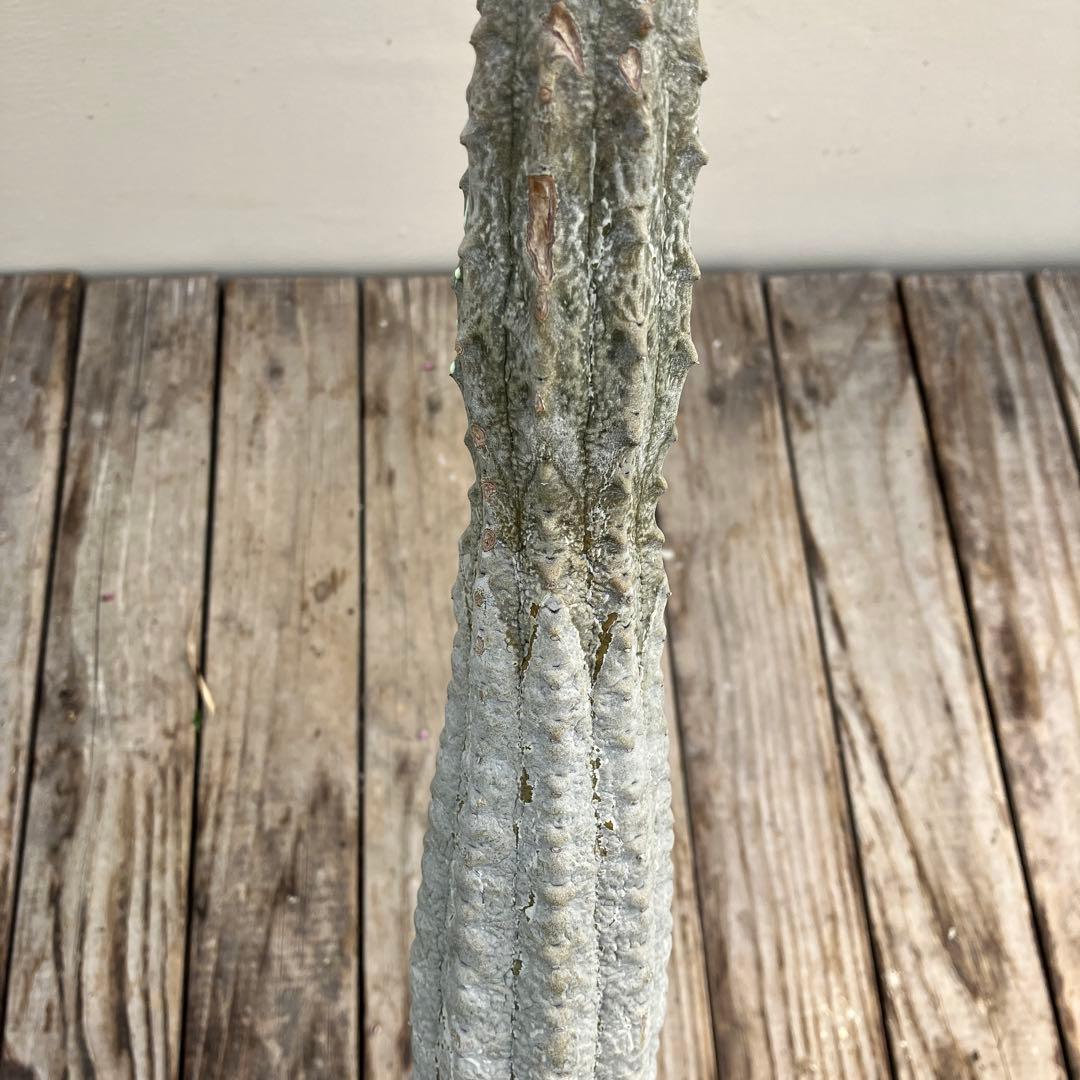 ユーフォルビア　アブデルクリ　超大株