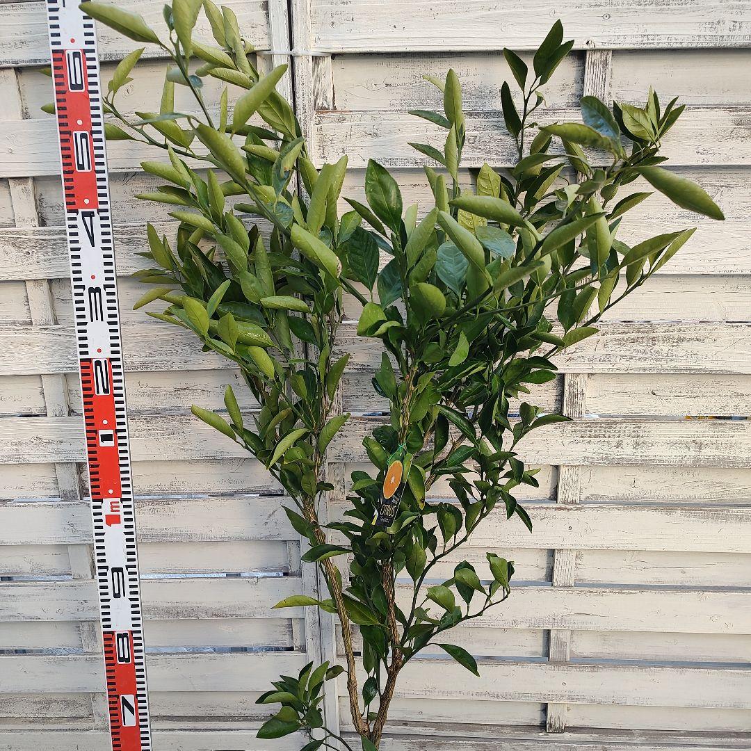 ゆら早生みかん 3年生 大苗 苗木