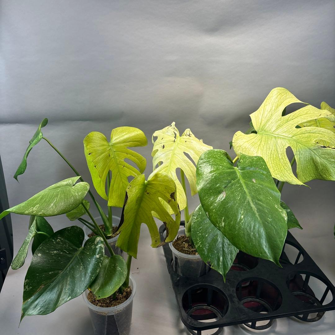 S*T様 5株セットa18【訳あり】ホワイトモンスター／天津蘭 モンステラ斑入り