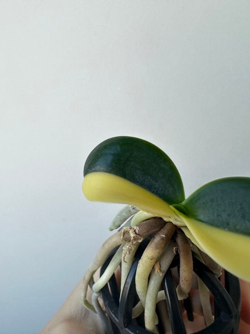 【 名護蘭 】明丸縞　半月　362