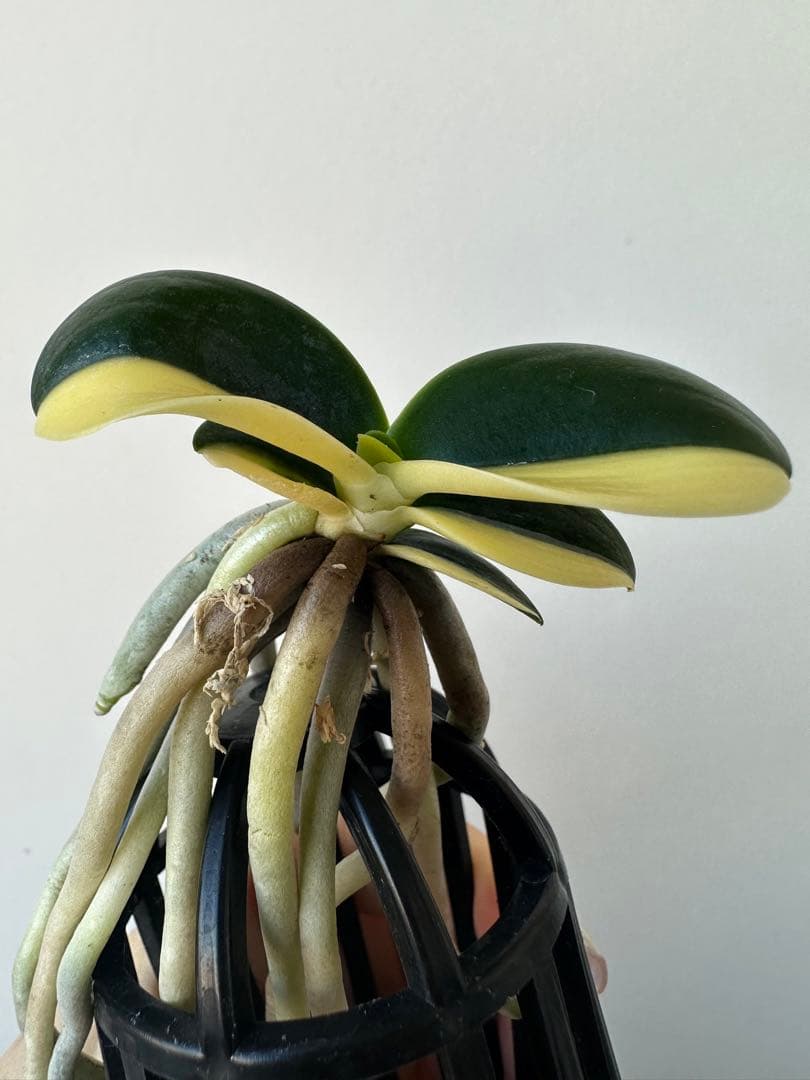 【 名護蘭 】明丸縞　半月　362