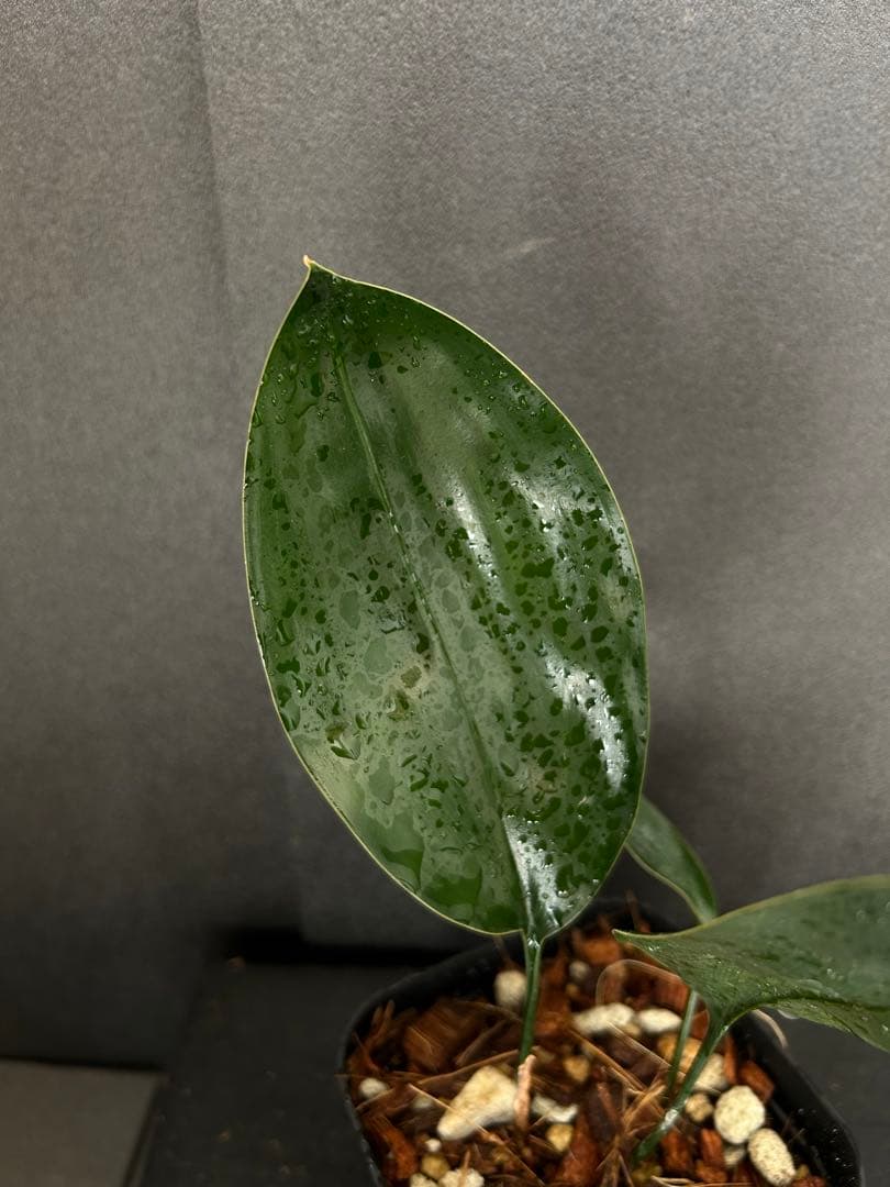 その他観葉植物 ASPIDISTRA BABENSIS 'BLACK LEAF'