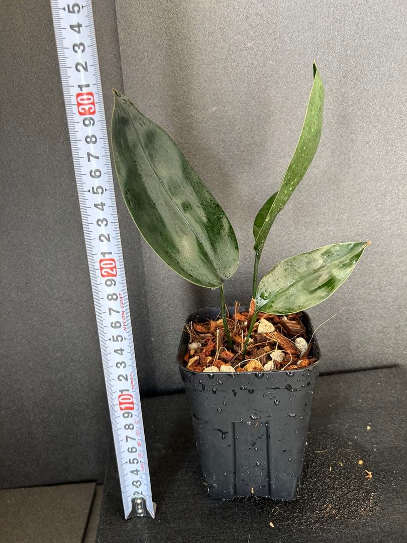 その他観葉植物 ASPIDISTRA BABENSIS 'BLACK LEAF'