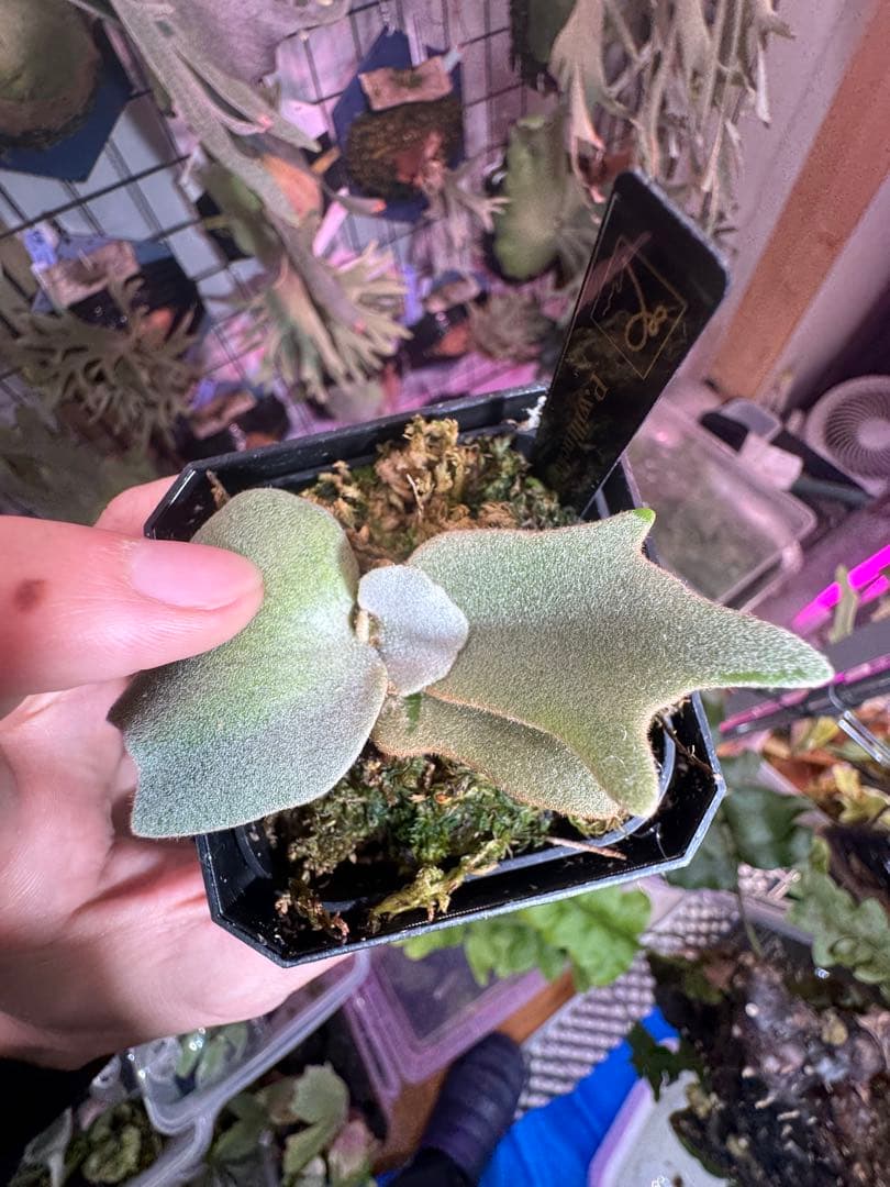 タ*カ様 エルブス　ウィリンキー　ビカクシダ　子株