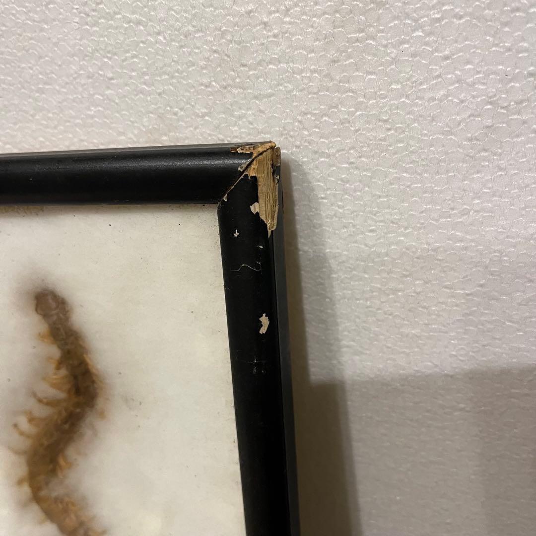 昭和レトロ 節足動物標本 額装 ムカデ クモ サソリ