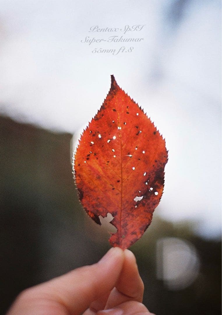 ★pentax sp Ⅱ +タクマー1.8★完動＊美品＊初期保証＊本革外装