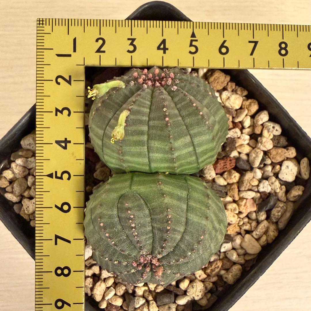 ユーフォルビア オベサ 実生モンスト 分頭