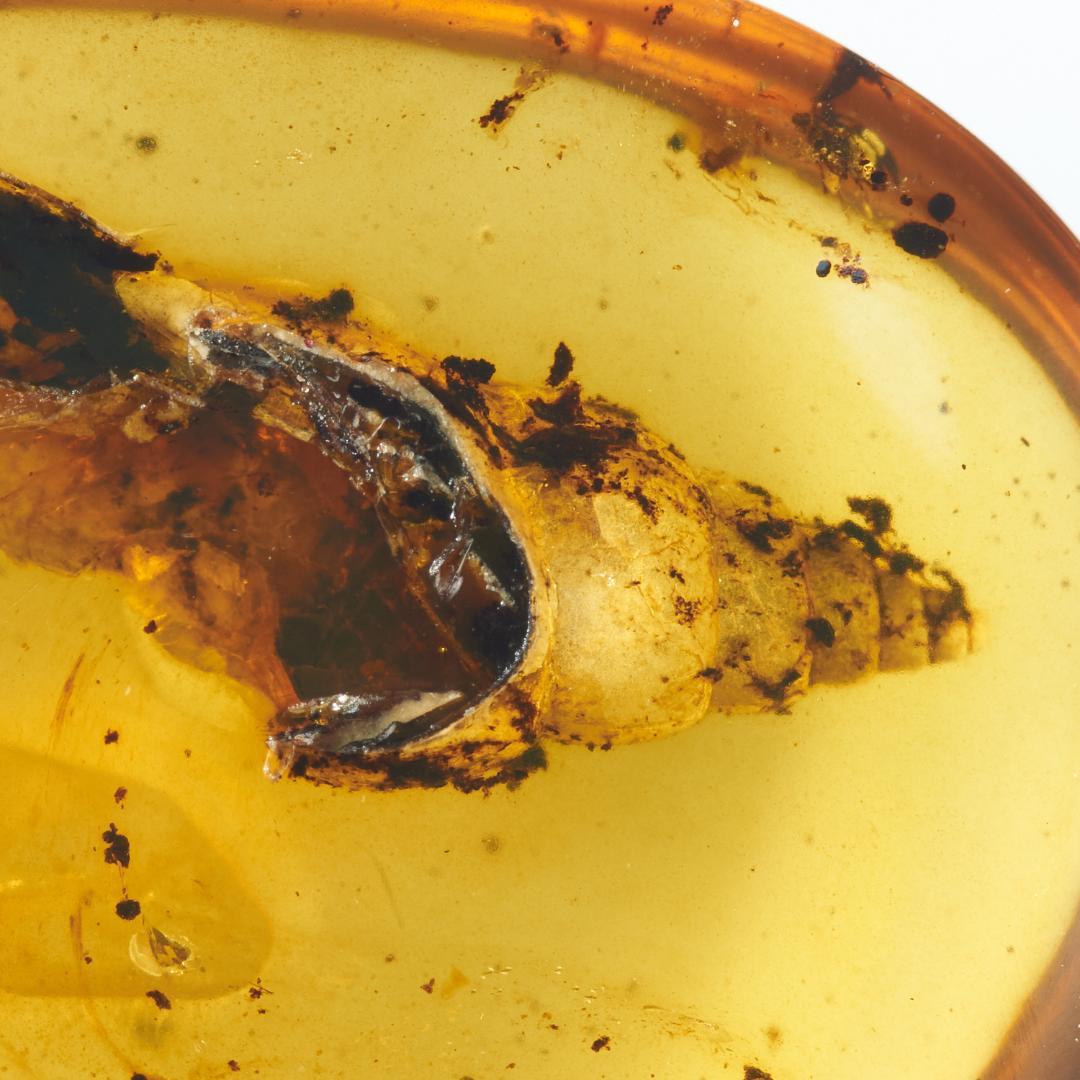 レア極上品 PA112虫入り琥珀化石　ミャンマーカムティかタナイ9900万年前