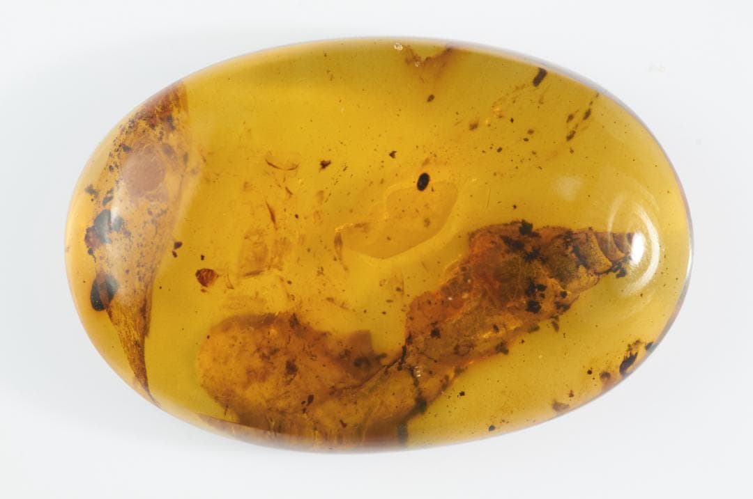 レア極上品 PA112虫入り琥珀化石　ミャンマーカムティかタナイ9900万年前