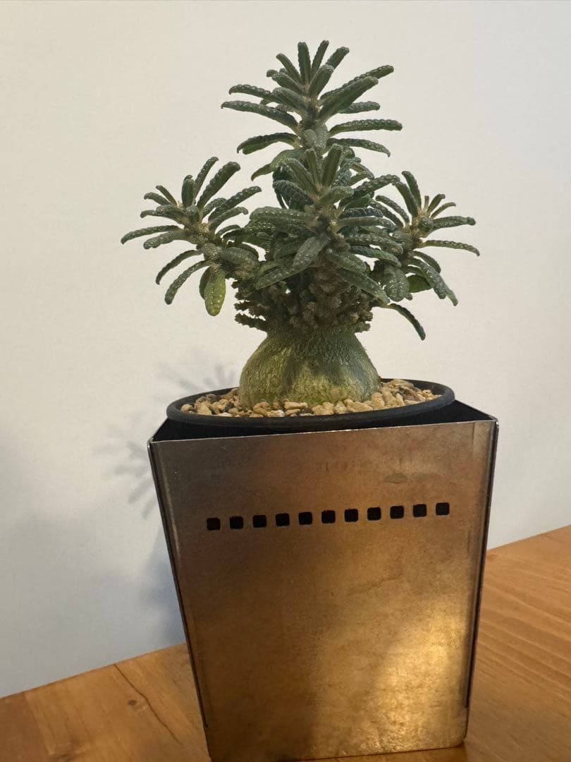 ドルステニアギガスブラータ