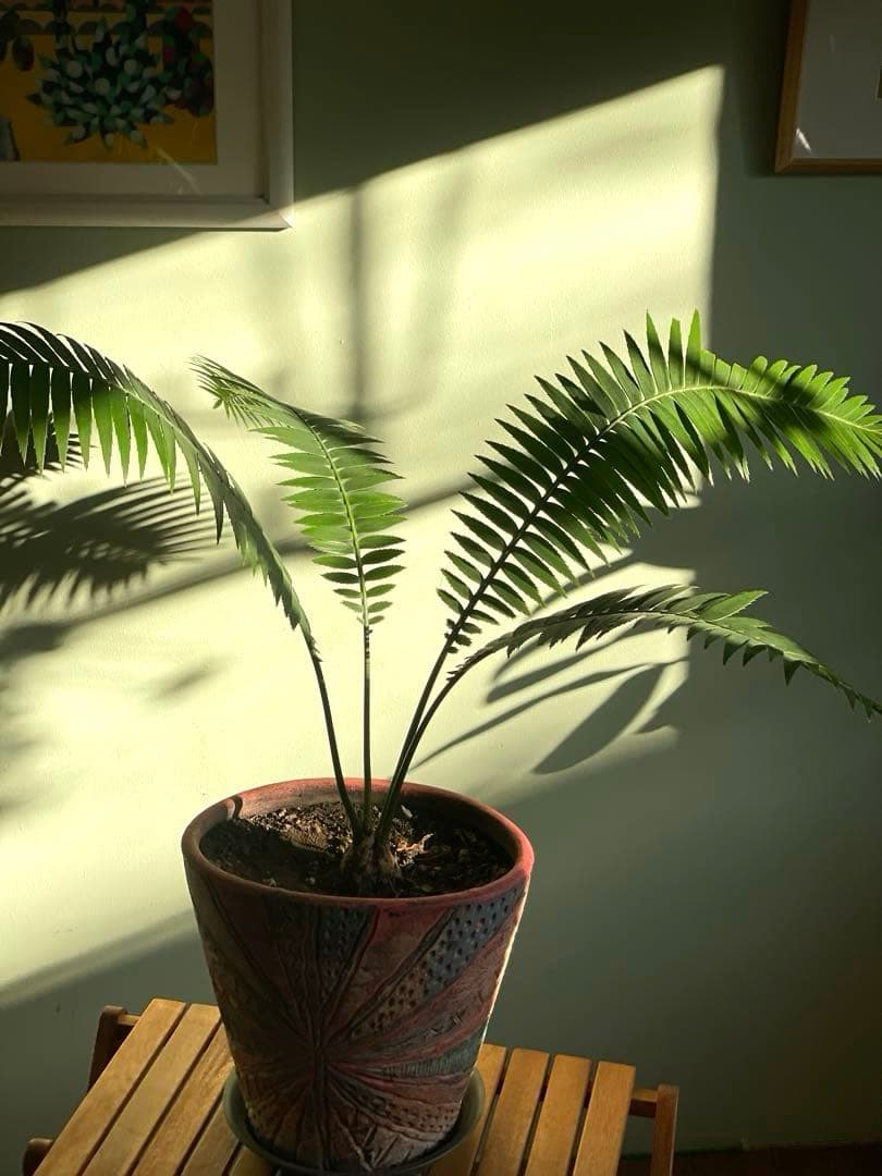 美品ディオーン スピヌロスム(鉢9号サイズ)