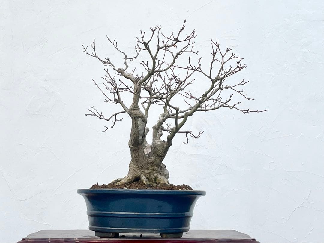 三河盆栽　板屋紅葉　イタヤモミジ　盆栽　極太　変わり木　葉物　希少品種　古木