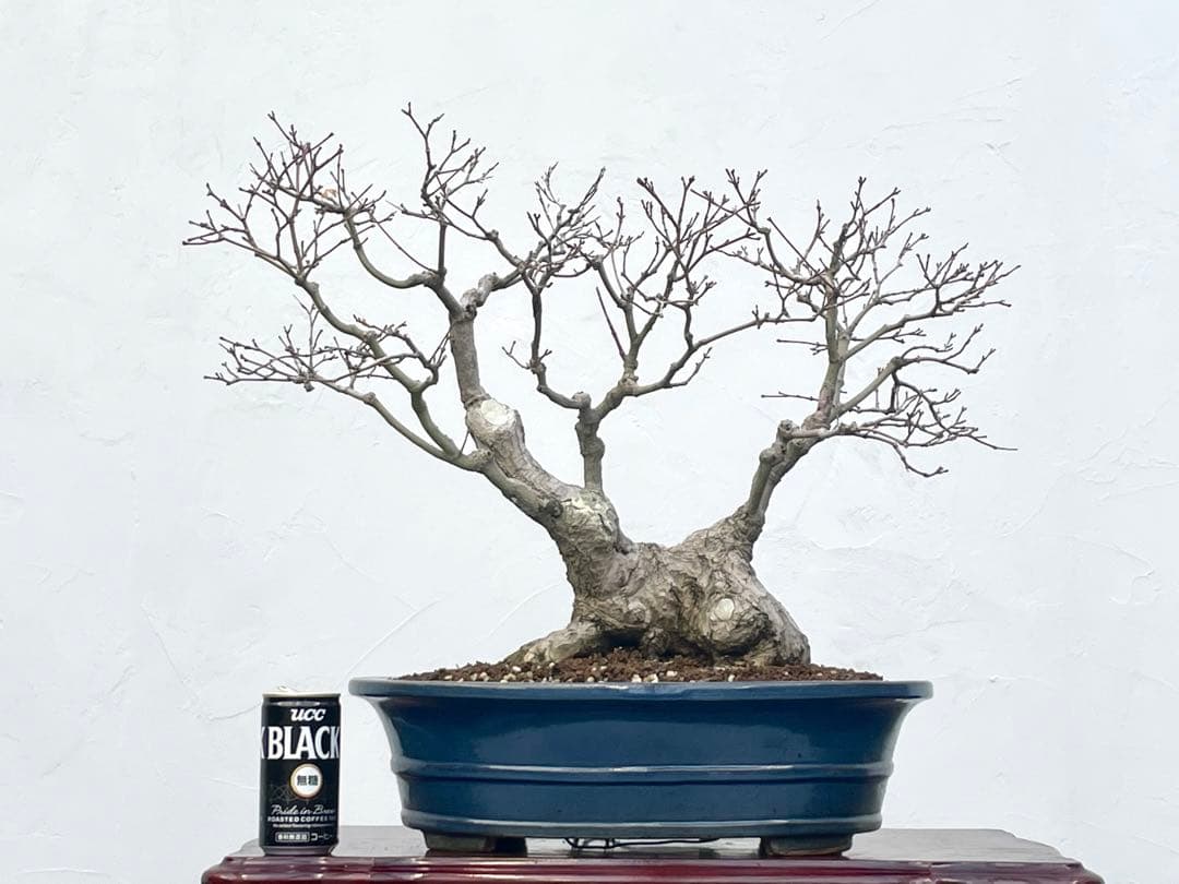 三河盆栽　板屋紅葉　イタヤモミジ　盆栽　極太　変わり木　葉物　希少品種　古木