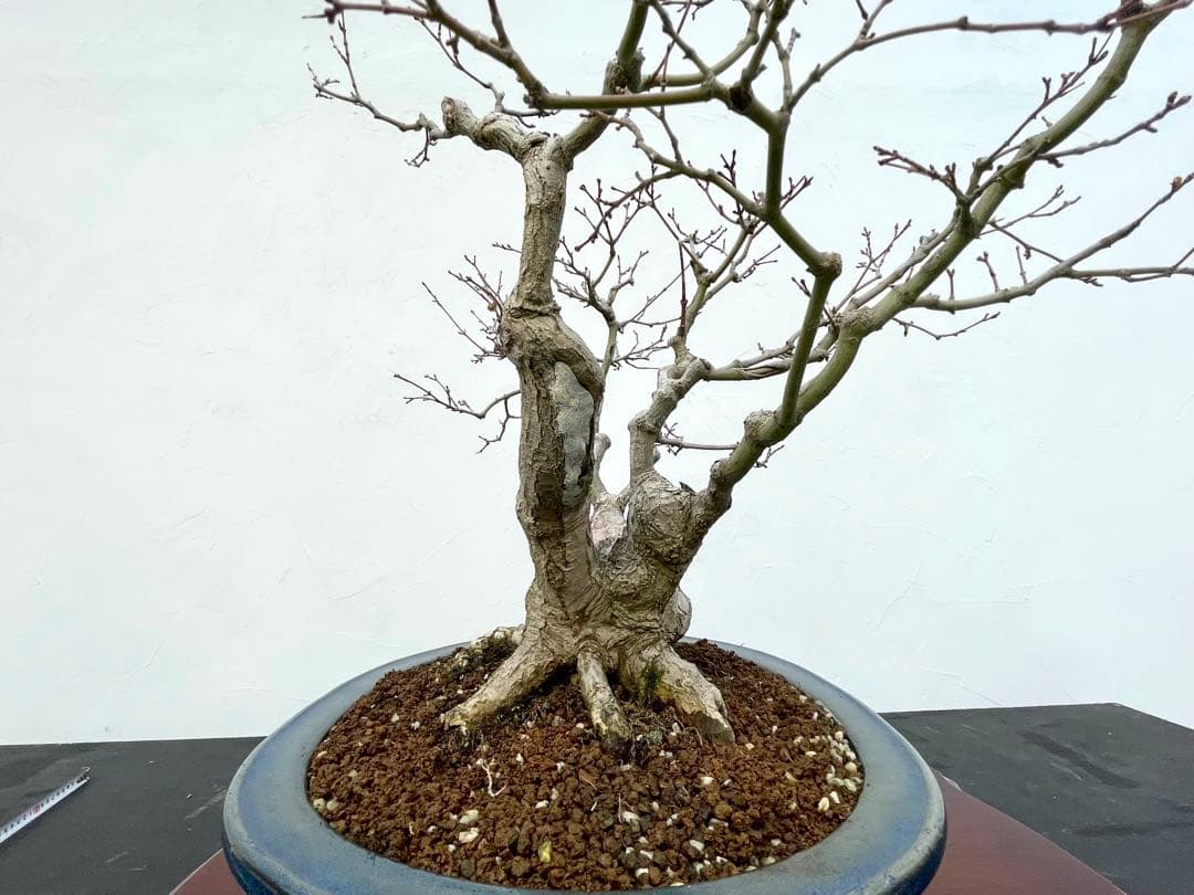 三河盆栽　板屋紅葉　イタヤモミジ　盆栽　極太　変わり木　葉物　希少品種　古木