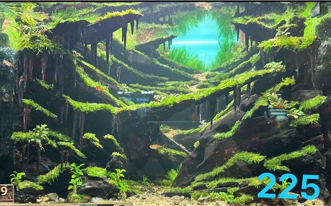 盆栽流木 水草用の 流木。流木アクアリウム　パルダリウム　マシンガンウッド