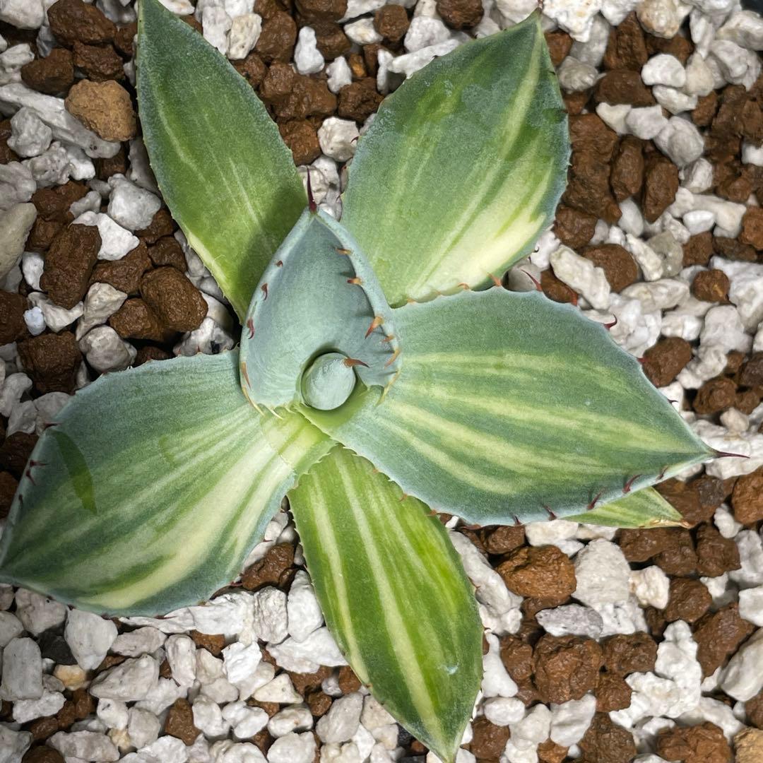 4*e様 週末のみセール 黄縞斑 パリー トランカータ オスプレイ 検) オリザ