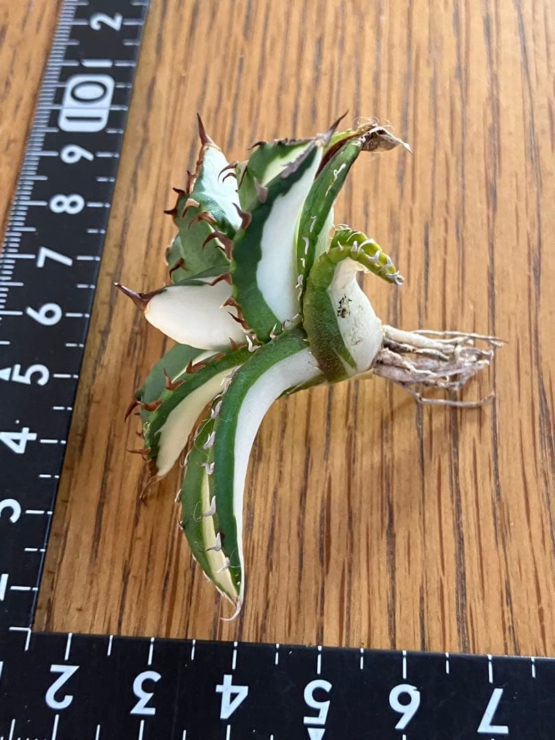 t*4様 【初売りオークション】93 選抜　強棘　アガベ　太陽神錦　白中斑　TC