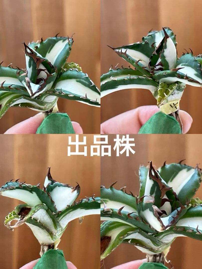 t*4様 【初売りオークション】93 選抜　強棘　アガベ　太陽神錦　白中斑　TC