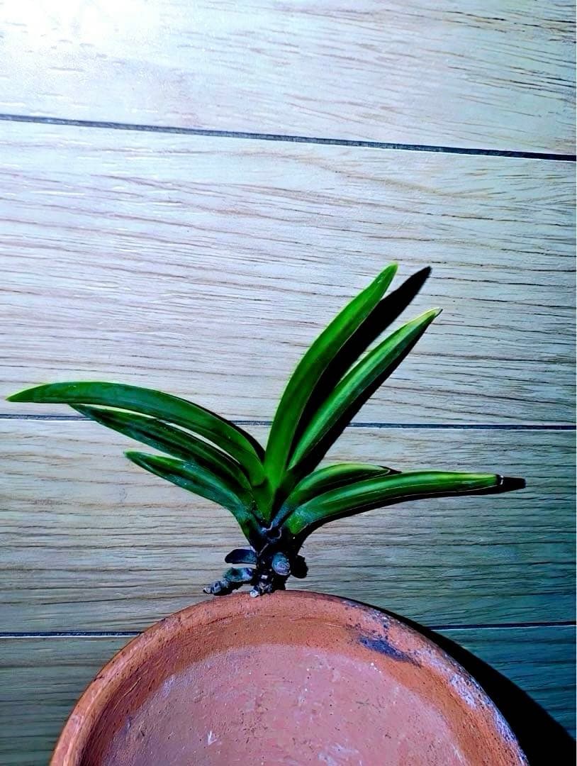 【年末特価品】富貴蘭「金牡丹黄縞」