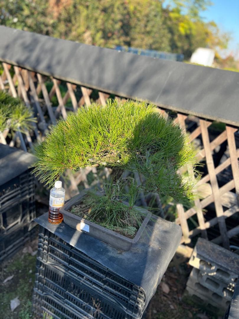 赤松　中品　極上　格安　樹齢約35年