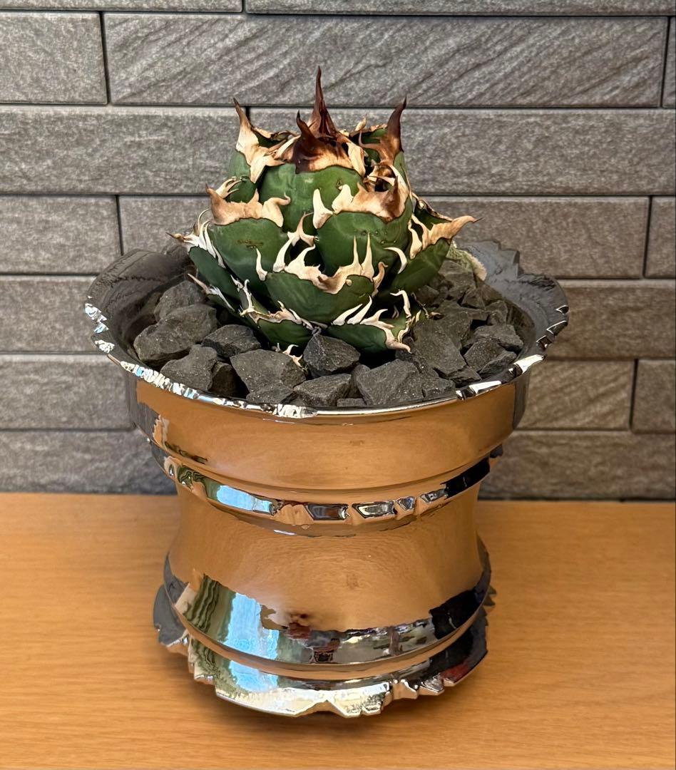 ちーやん アガベ チタノタ レッドキャットウィーズル 発根済【ゴル猫・丸型