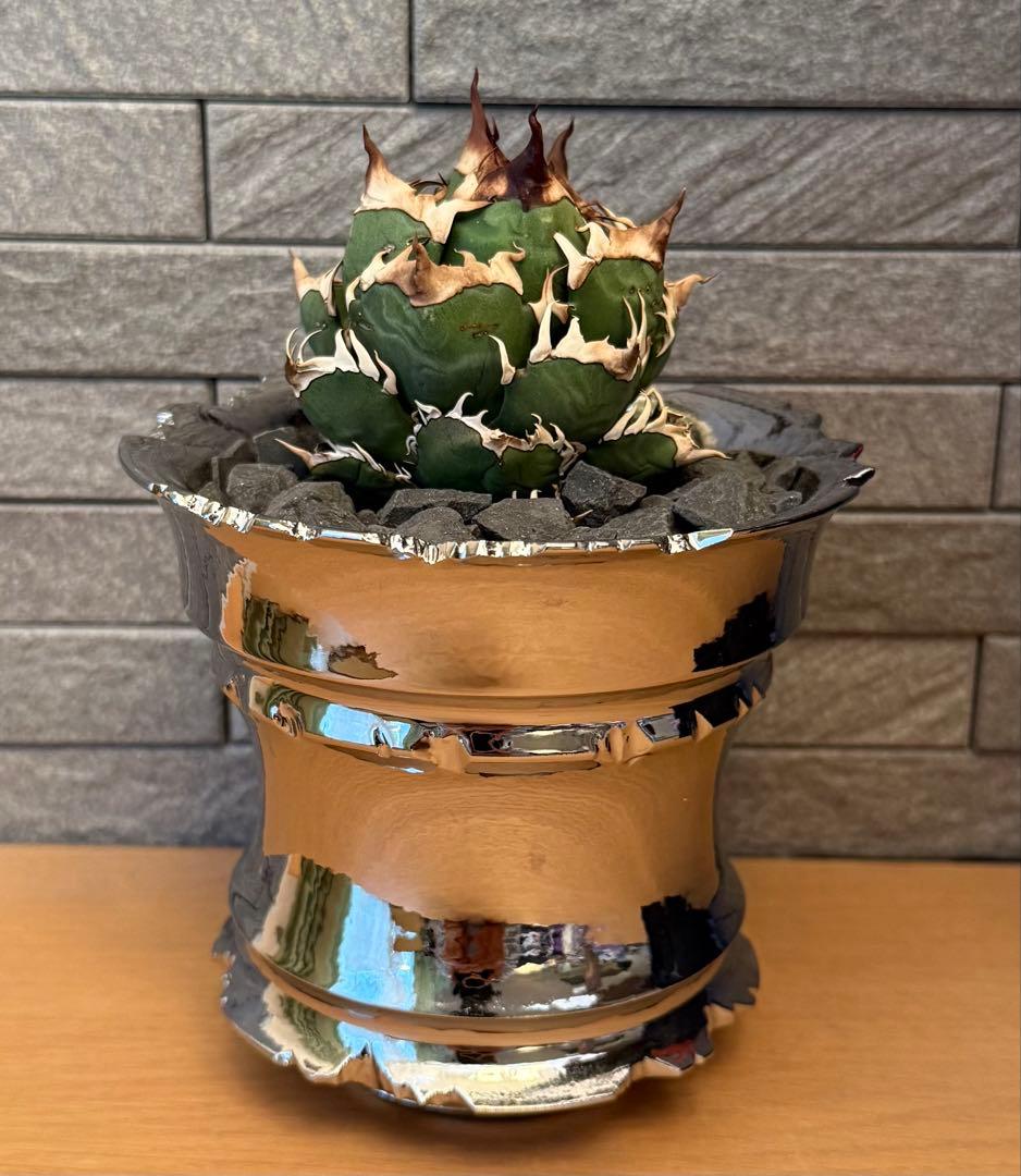 ちーやん アガベ チタノタ レッドキャットウィーズル 発根済【ゴル猫・丸型