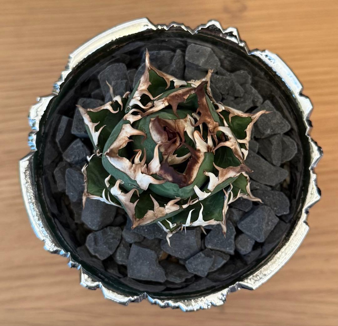 ちーやん アガベ チタノタ レッドキャットウィーズル 発根済【ゴル猫・丸型