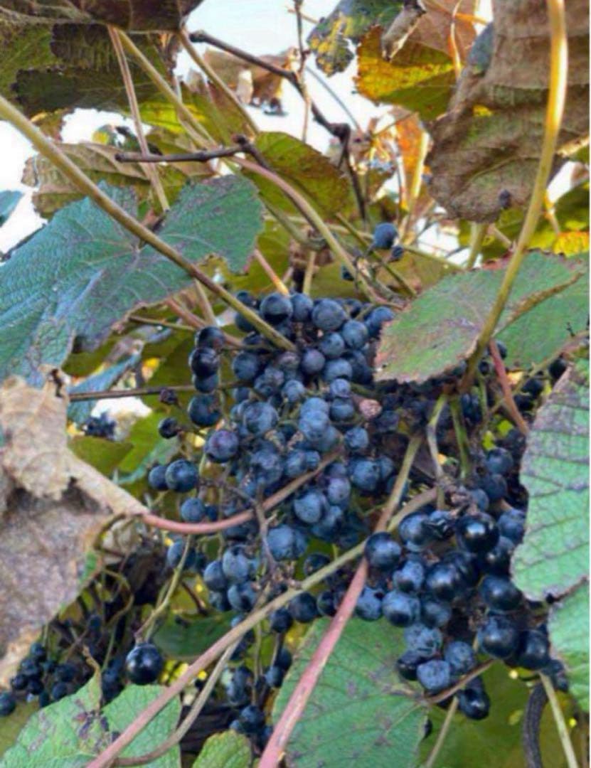 招き猫★完熟糖度22度岩手県産山ぶどう原液ジュース360ml10本