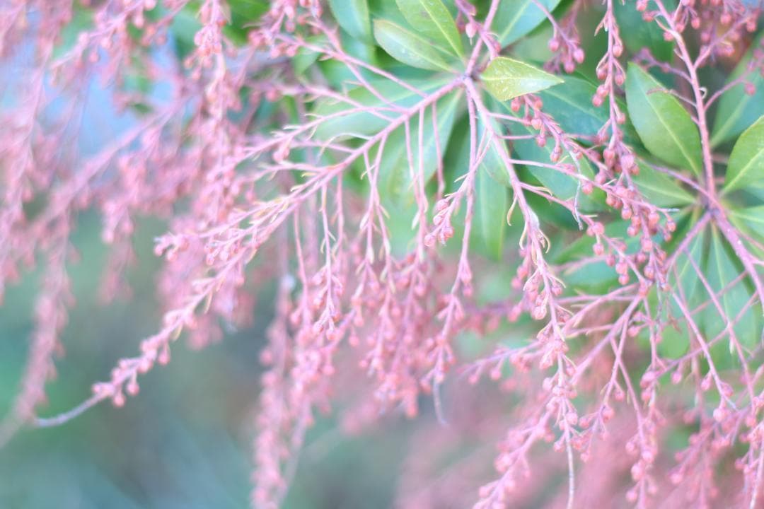 ❁神レンズ❁Canon キャノン EF 50mm F1.8 II 単焦点レンズ