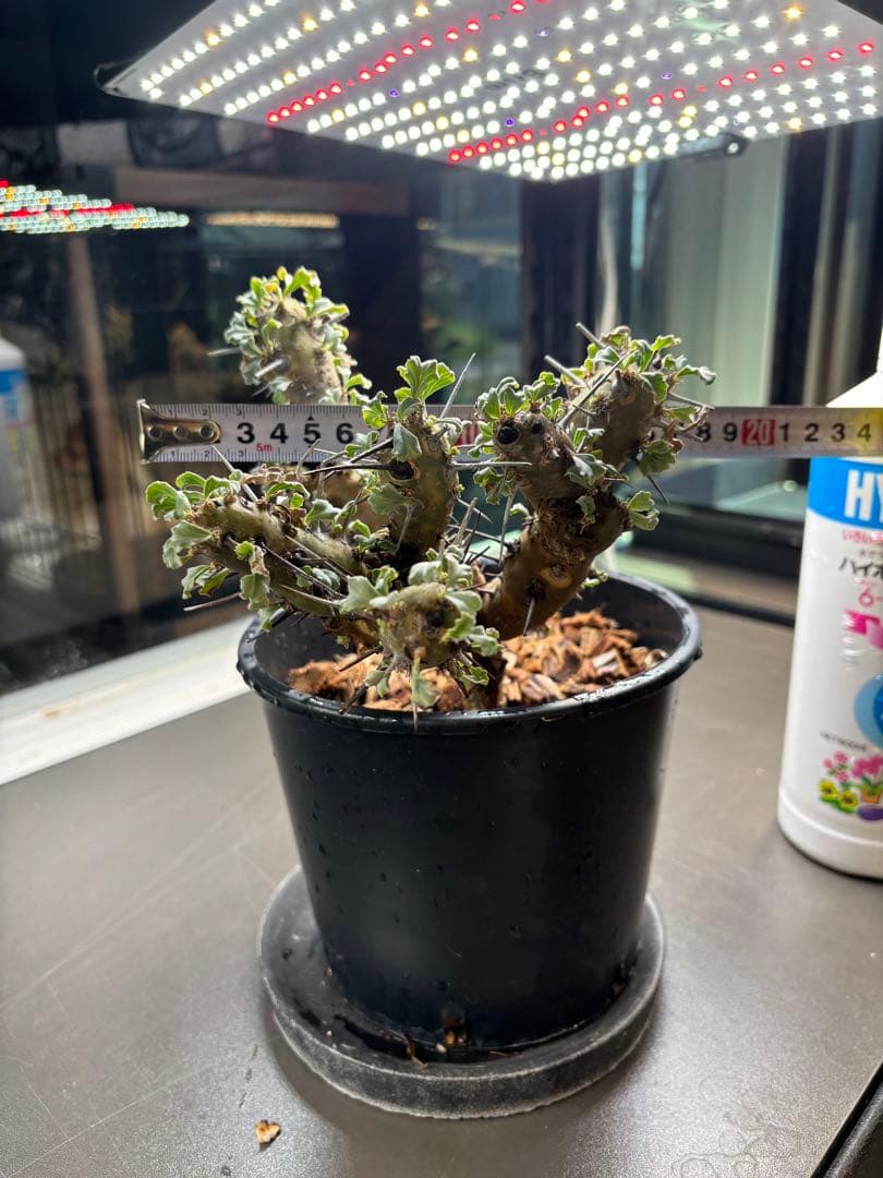 美形　特大　選抜　サルコカウロン　クラシカウレ　塊根　コーデックス