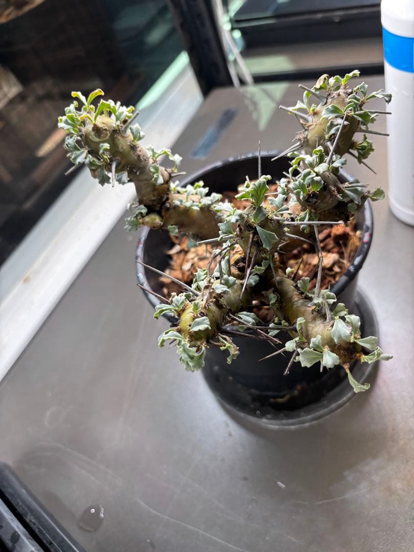 美形　特大　選抜　サルコカウロン　クラシカウレ　塊根　コーデックス