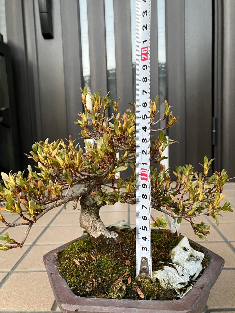 カエルのお兄さん専用◉皐月盆栽　晃山　極上品と金属製カニの工芸品 3個セット