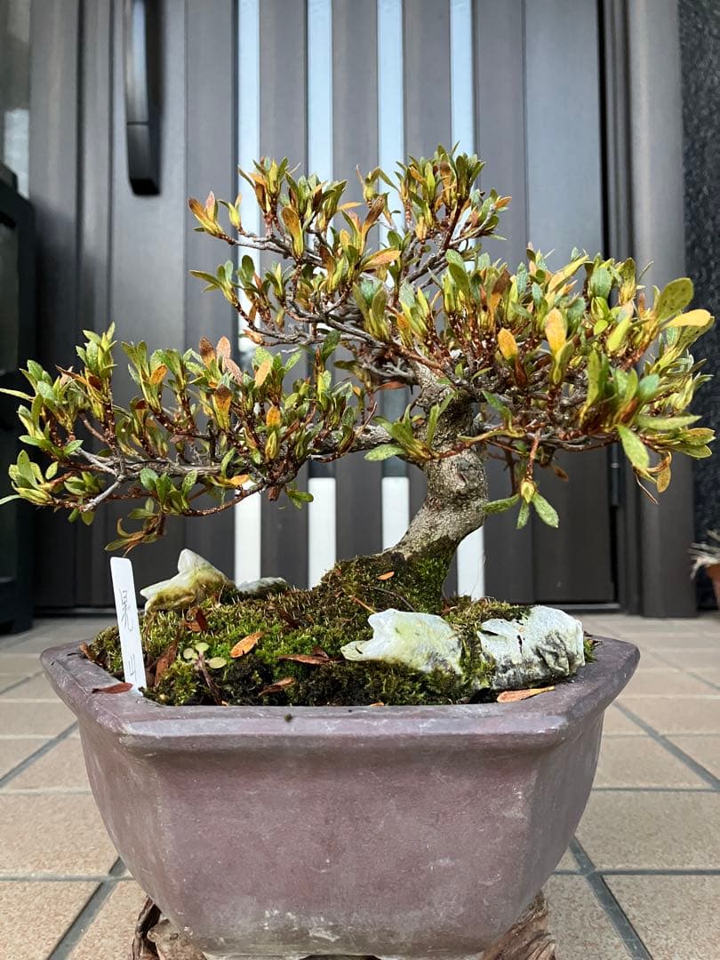 カエルのお兄さん専用◉皐月盆栽　晃山　極上品と金属製カニの工芸品 3個セット