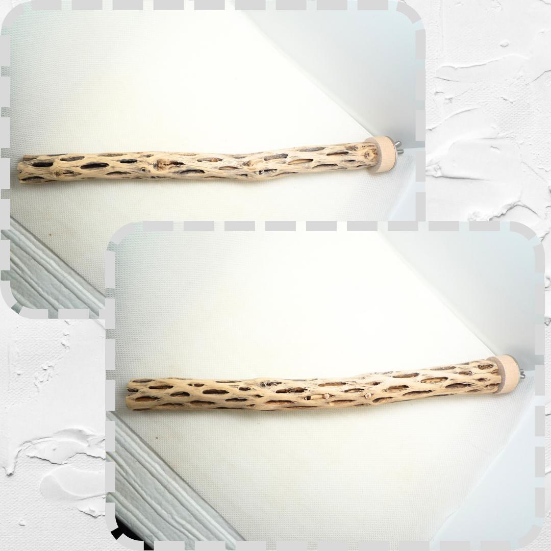 らいちょう　カクタスパーチ　3本セット