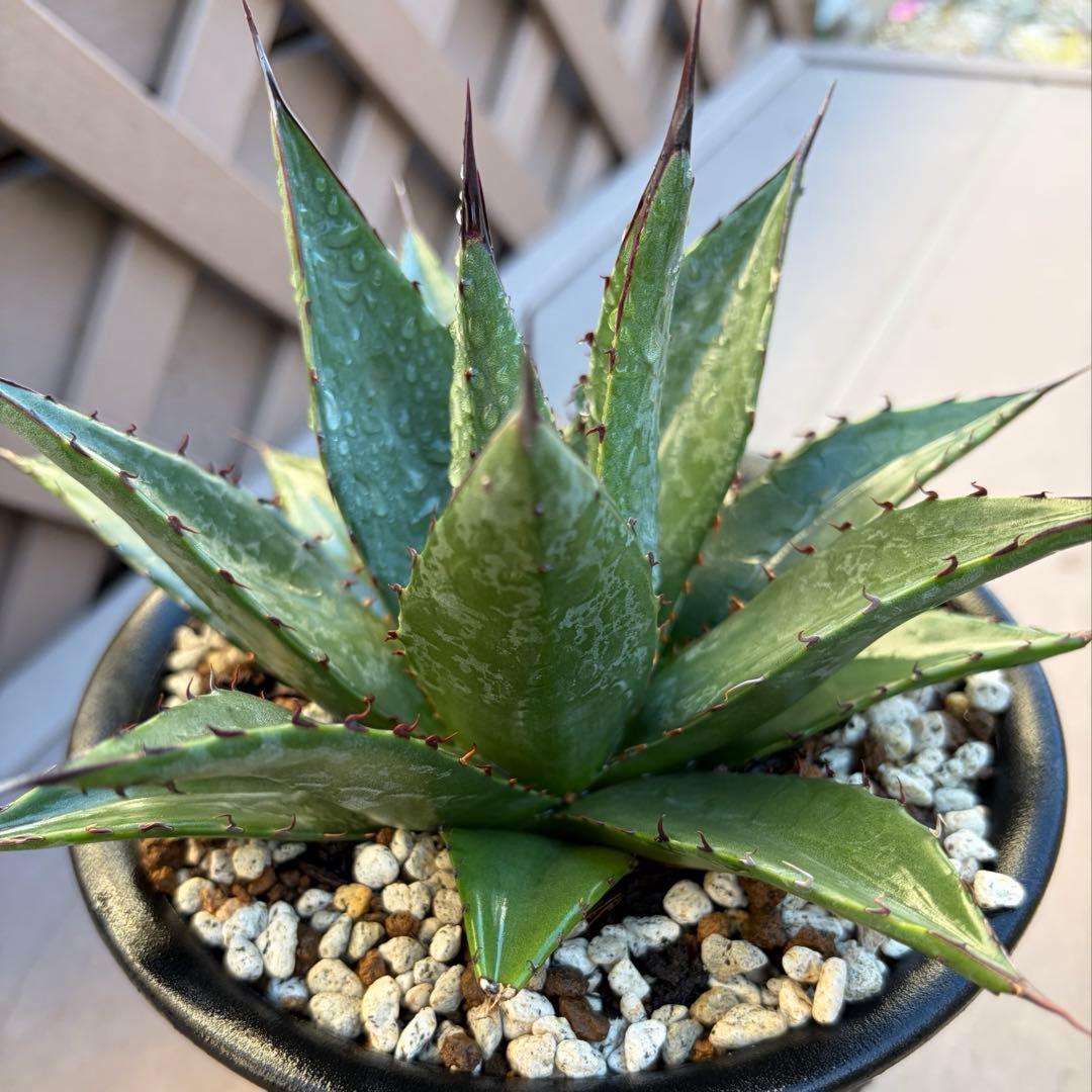 アガベ　レア　大株　美株　ショータイム