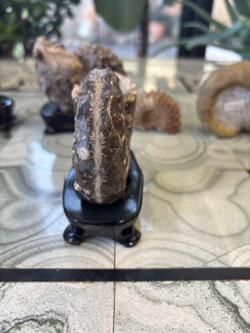 台付アンモナイト　アカントセラス　化石　鉱石　希少　インテリア