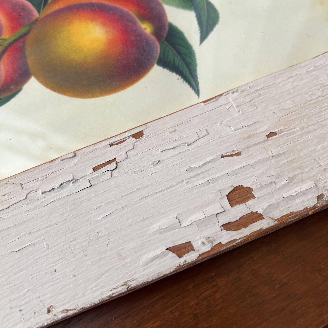 ボタニカルアートフレーム/ヴィンテージ植物画フレーム2枚組【定価22,000円】