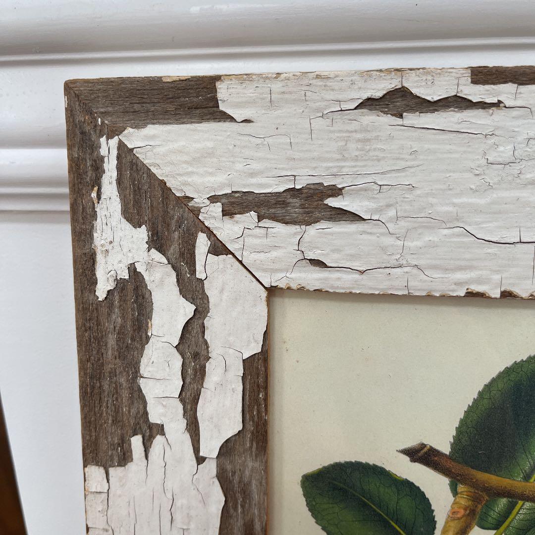 ボタニカルアートフレーム/ヴィンテージ植物画フレーム2枚組【定価22,000円】