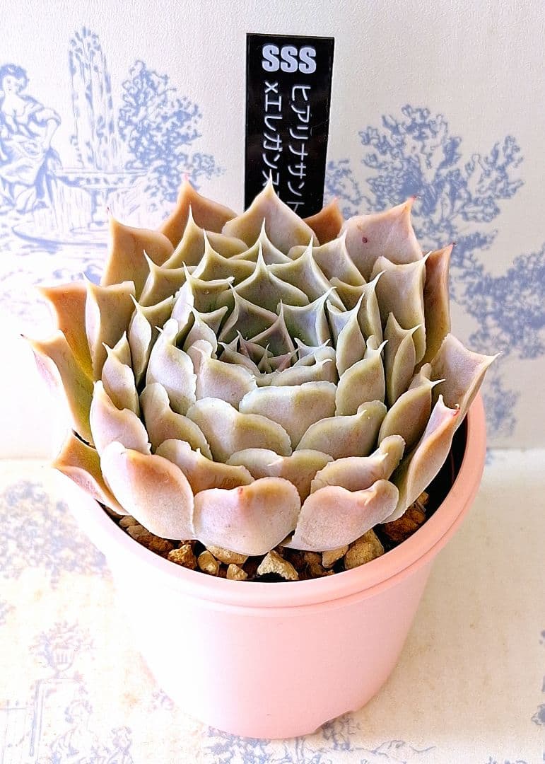 ヒアリナサントドミンゴ×エレガンスラパス札付きポットごとメルカリ便SSSさん苗