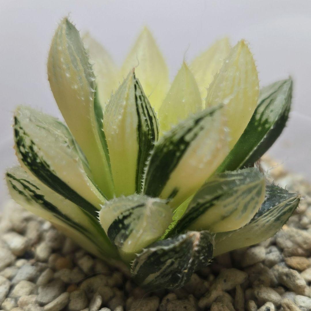 一時休止★多肉植物　ハオルチア　桜蘭錦