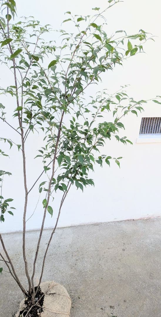 秀逸。山採りハイノキ。